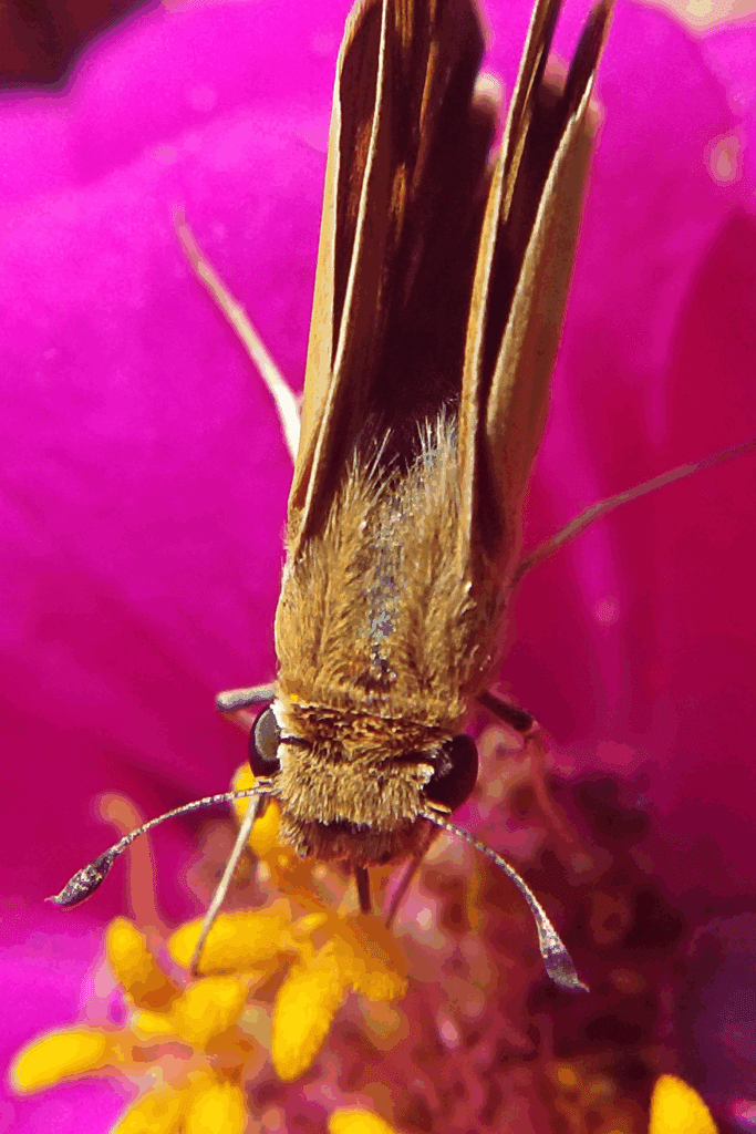 Image illustrates moths to attract pollinators to improve harvest.