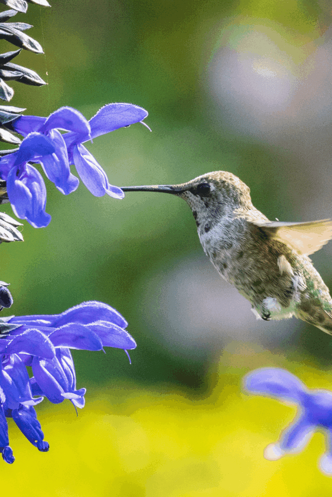 Image illustrates hummingbirds to attract pollinators to improve harvest.