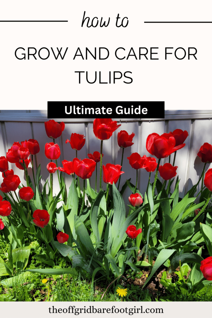 grow and care for tulips