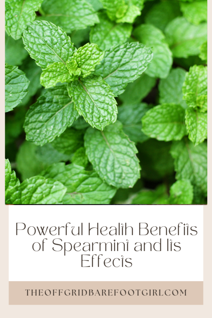 Image illustrates health benefits of spearmint.