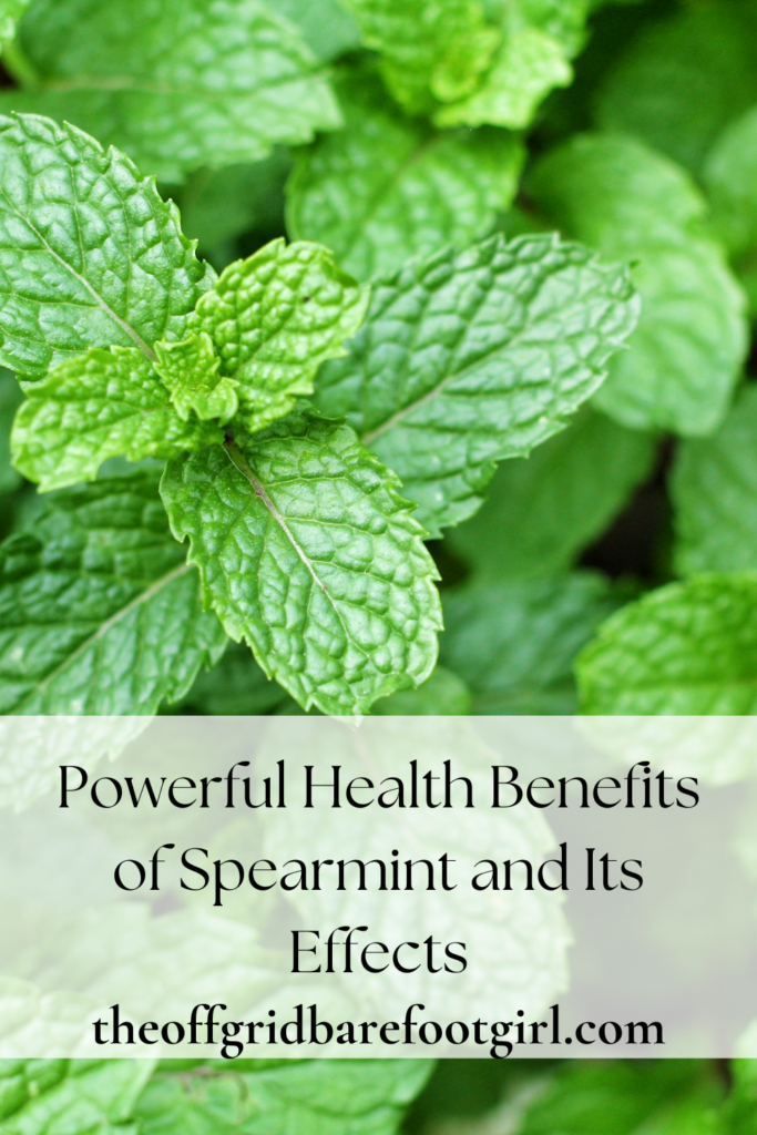 Image illustrates health benefits of spearmint.