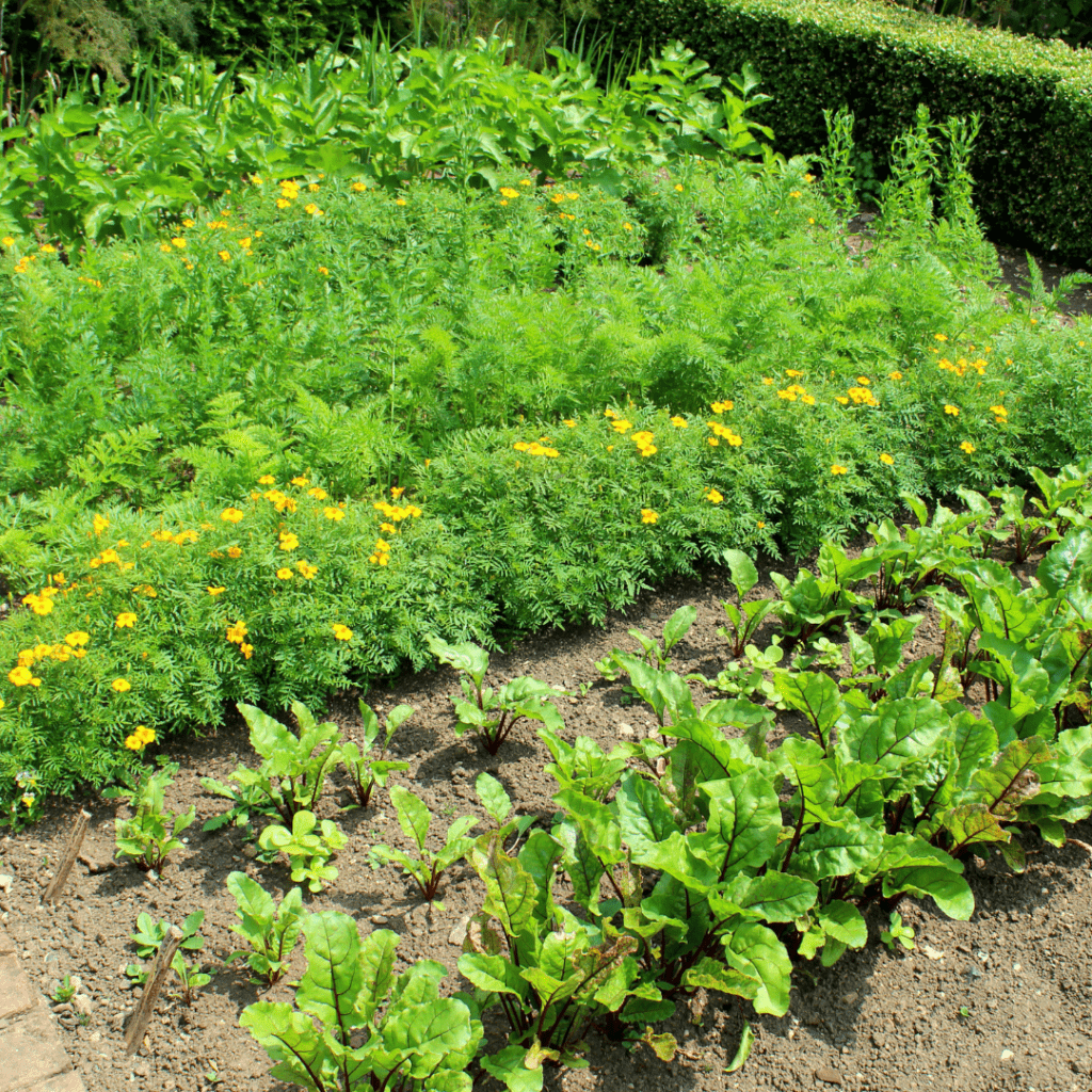 Image illustrates a garden for foodscaping.