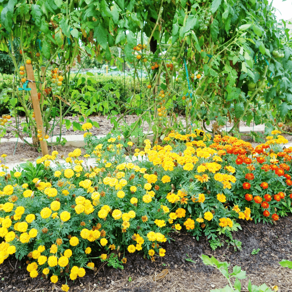 Image illustrates a foodscaping garden.
