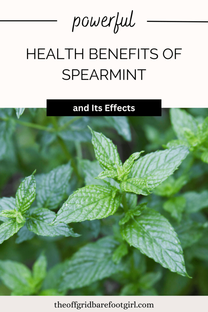 health benefits of spearmint