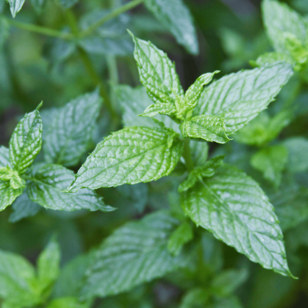 Powerful Health Benefits of Spearmint and Its Effects