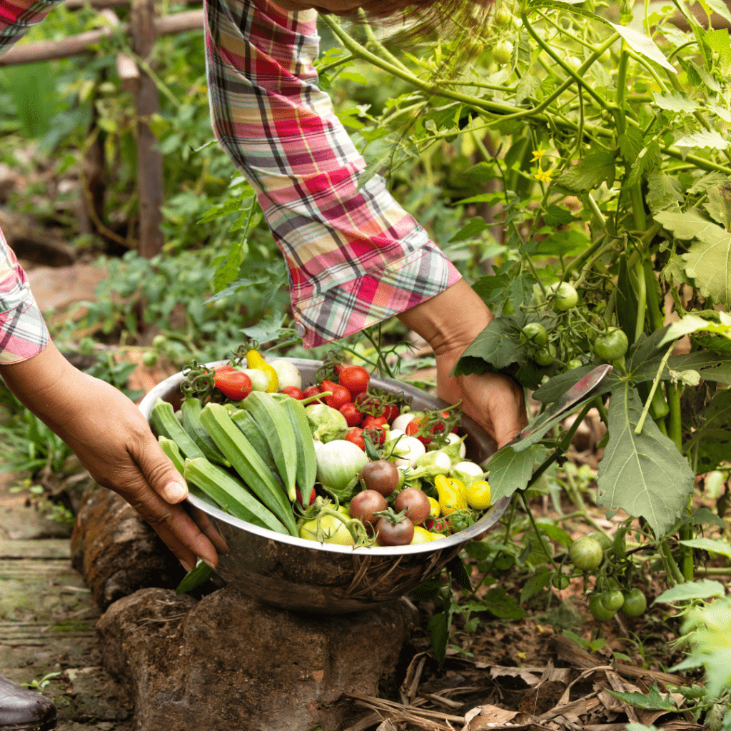 Image illustrates a garden harvest for self-sufficiency.