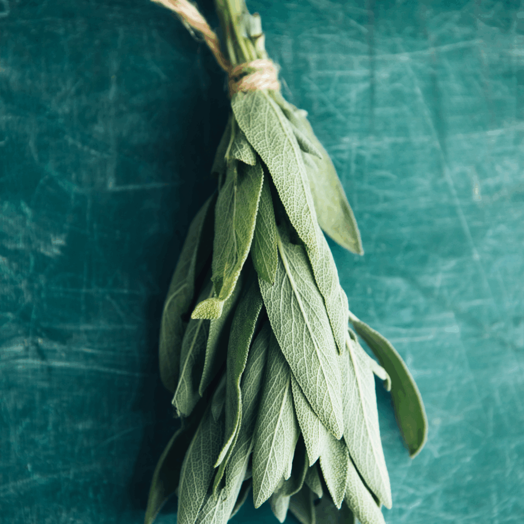 Image illustrates sage demonstrating the health benefits of sage.