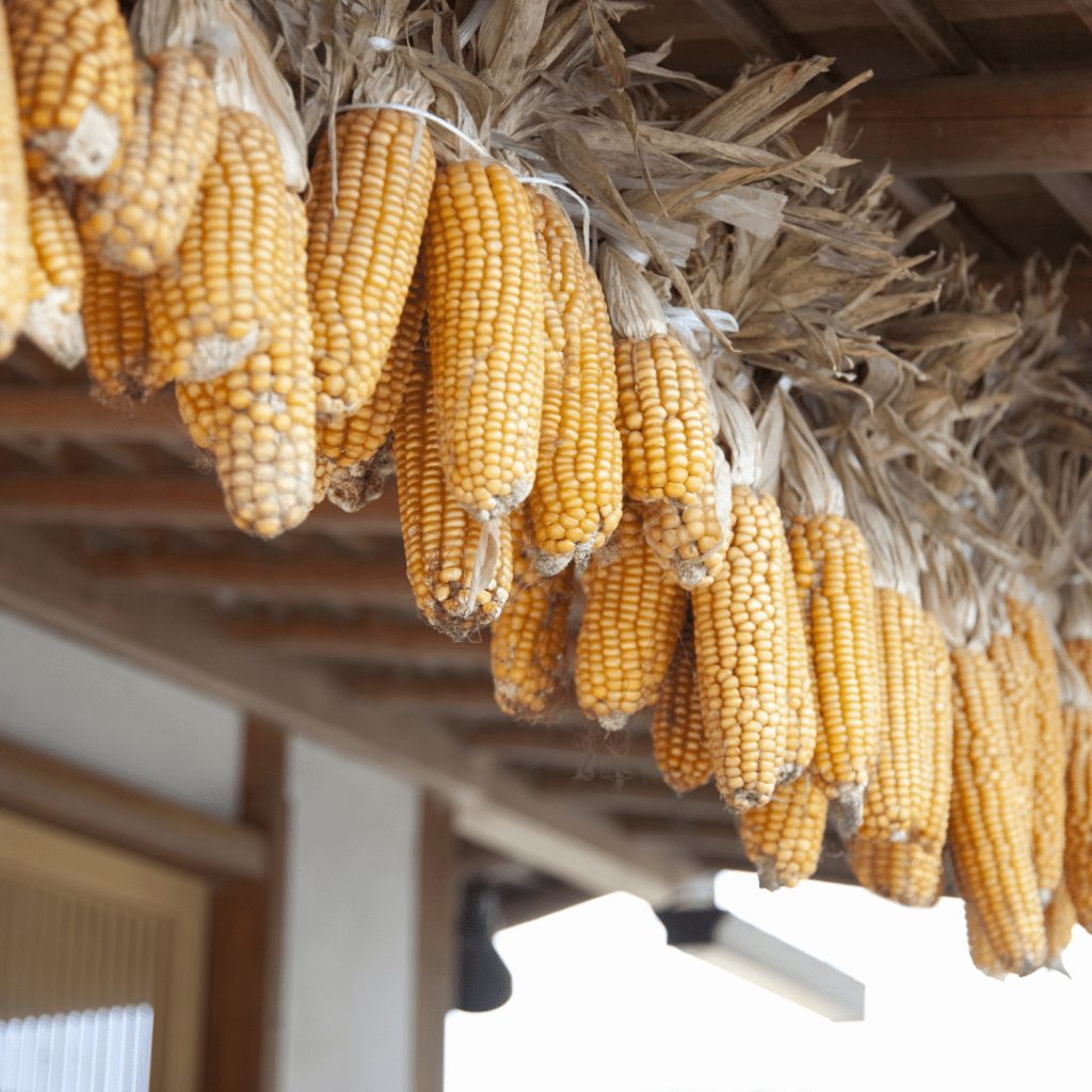 Image illustrates foods that last forever like dried corn.