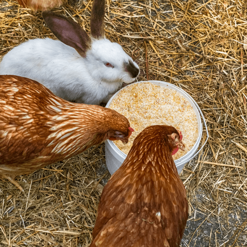 Image illustrates self-sufficient skills.