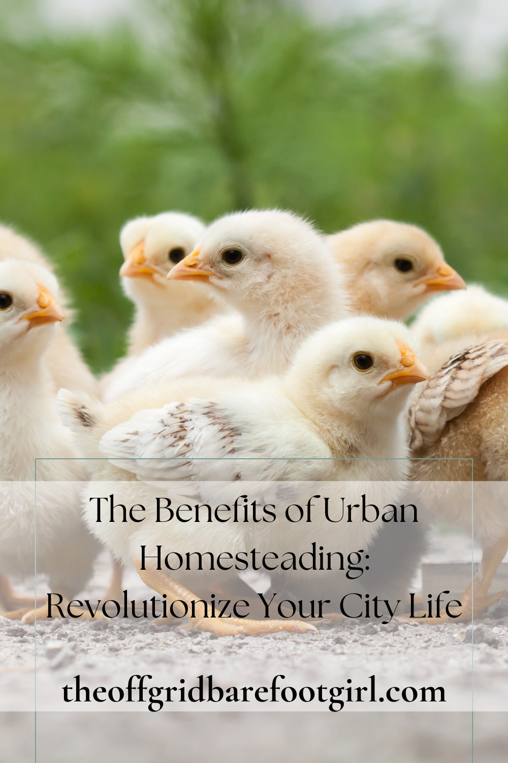 Image illustrates a Pinterest pin for backyard chickens demonstrating the benefits of urban homesteading. 