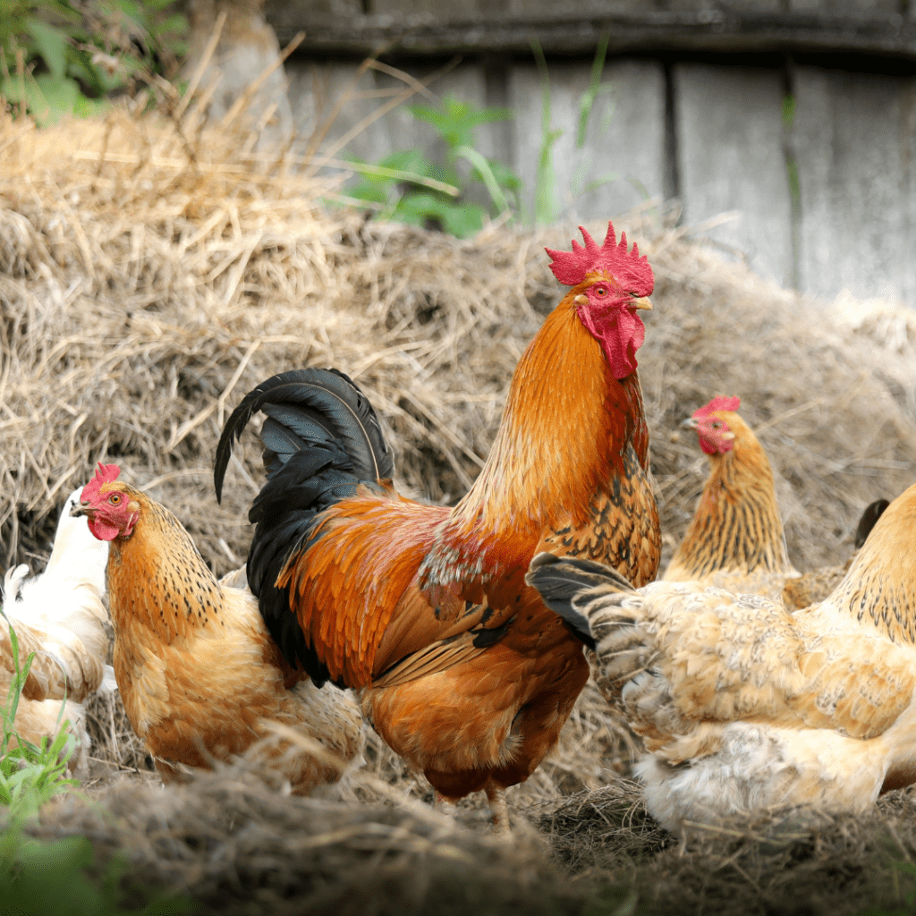 Image illustrates backyard chickens demonstrating the benefits of urban homesteading.
