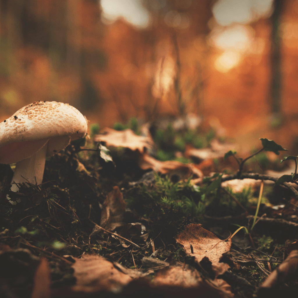 Image illustrates wild edibles for wilderness survival skills.