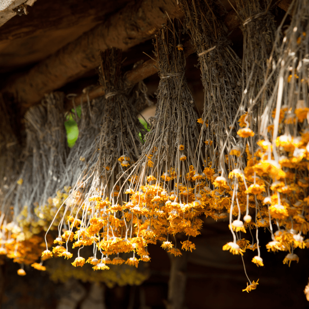 Image illustrates a dried hanging herbs demonstrating herbal pain relievers.  