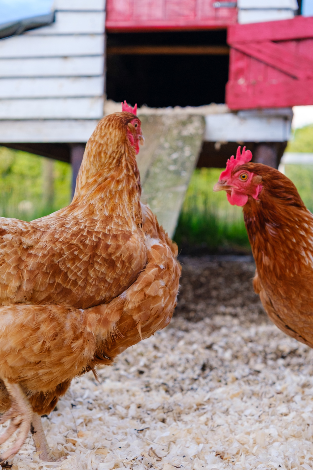 Image illustrates urban homesteading.