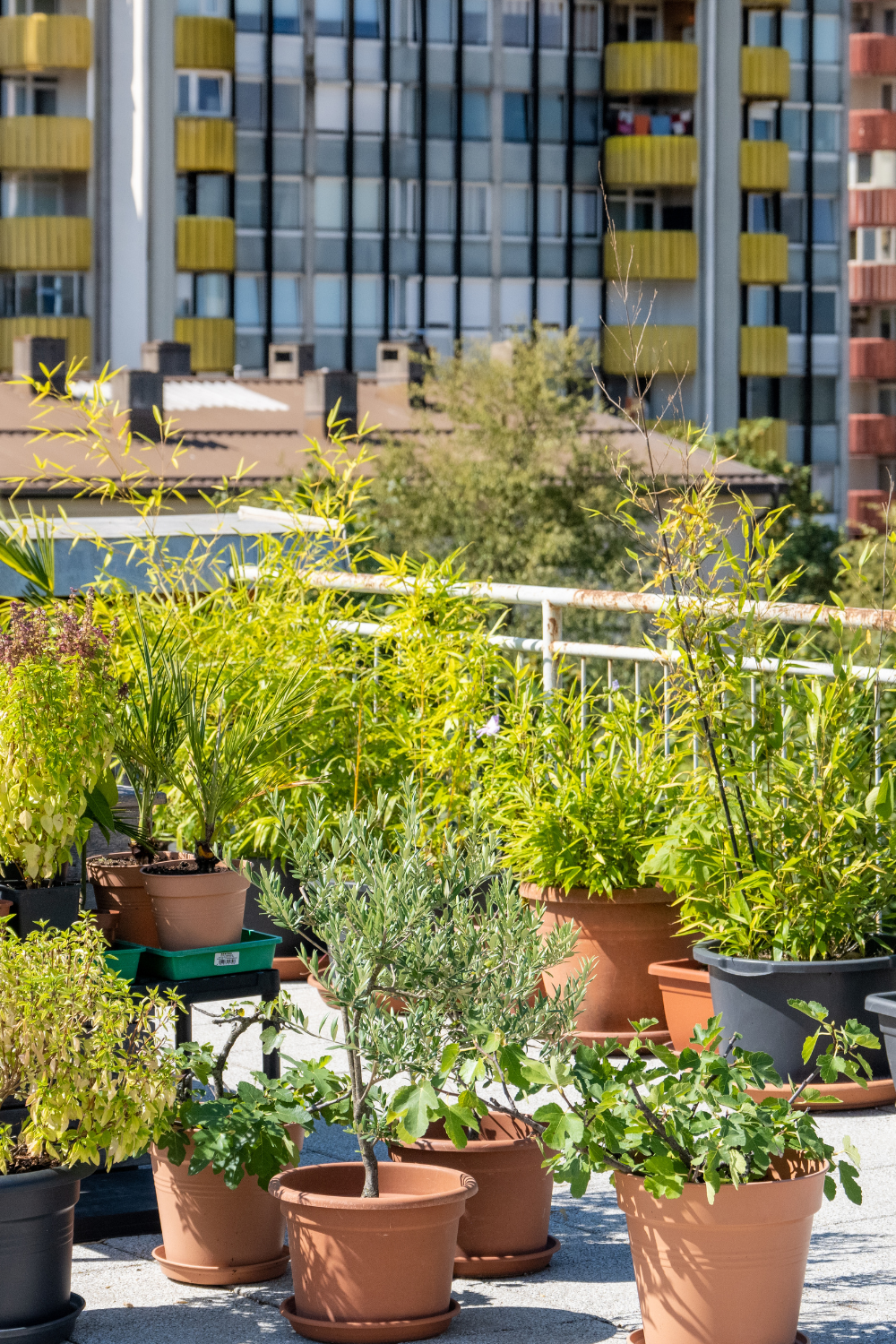 Image illustrates urban homesteading.