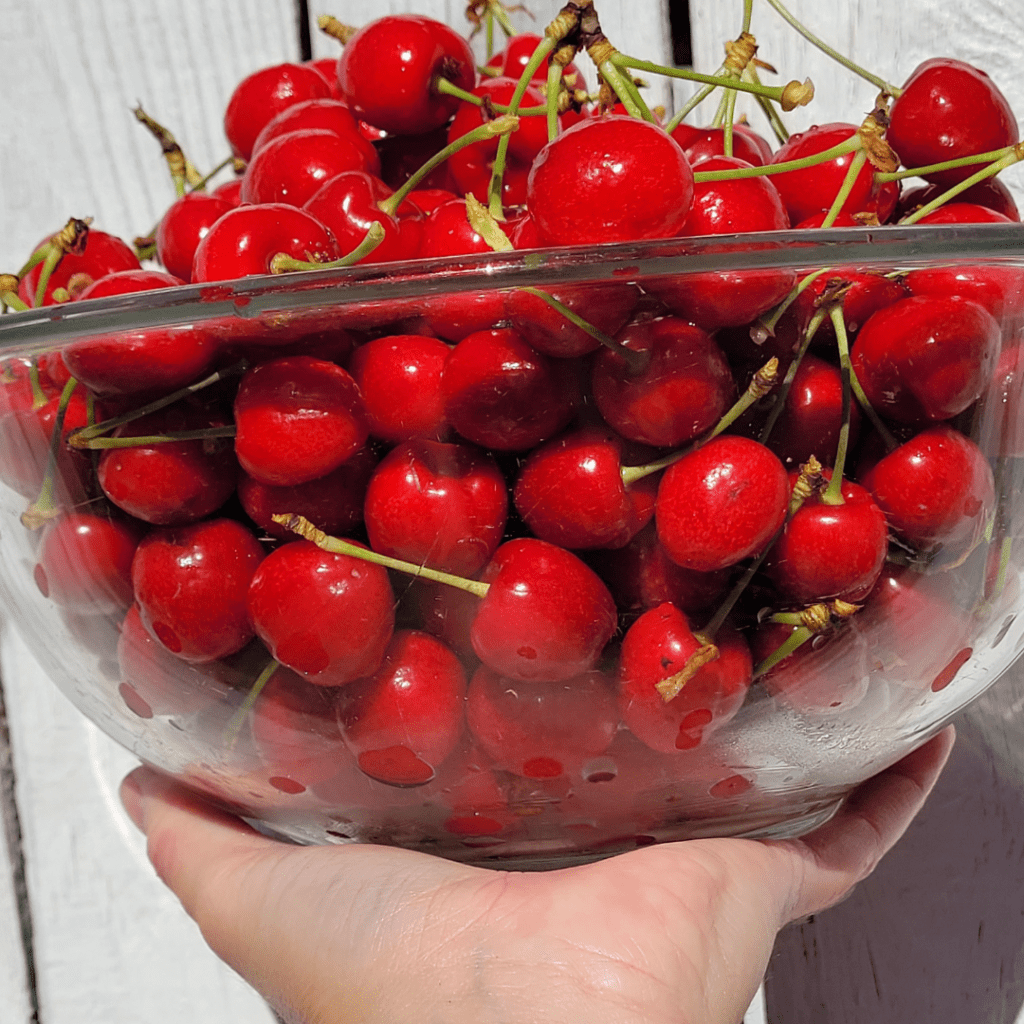Image illustrates a glass bowl of cherries for canning whole cherries. 