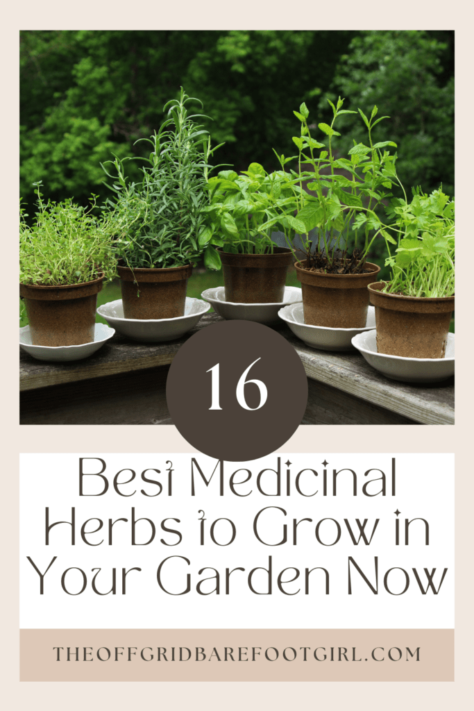Image illustrates a Pinterest pin for herbs as the best medicinal herbs to grow. 
