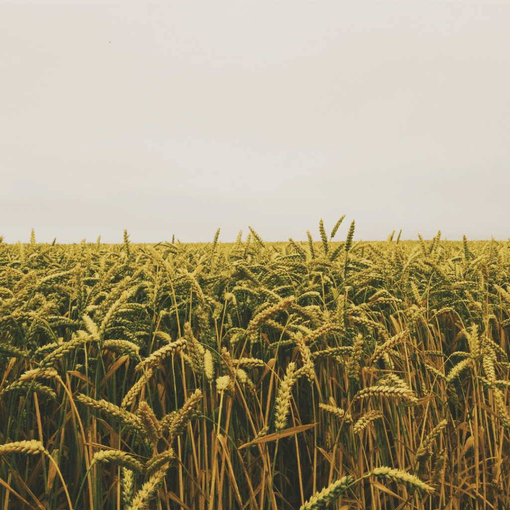 Image illustrates a wheat field for the Homesteading Act and Homestead Exemption Guide.
