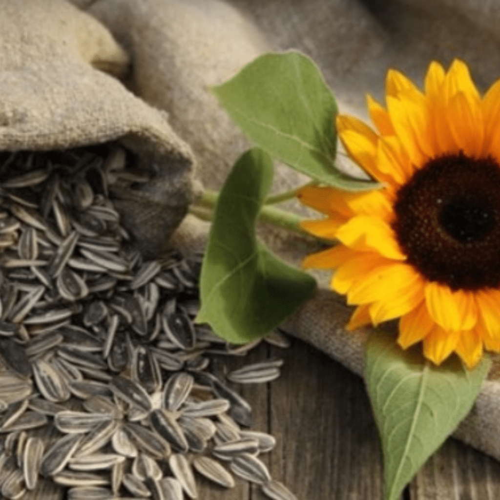 Image illustrates a sunflower and seeds demonstrating how to harvest sunflower seeds.