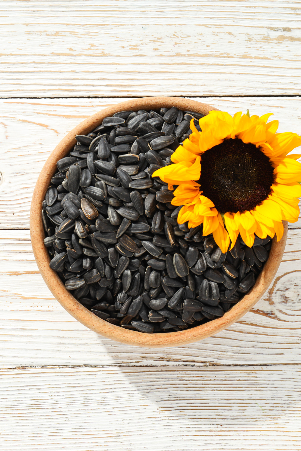 Image illustrates sunflower and seeds demonstrating how to harvest sunflower seeds.