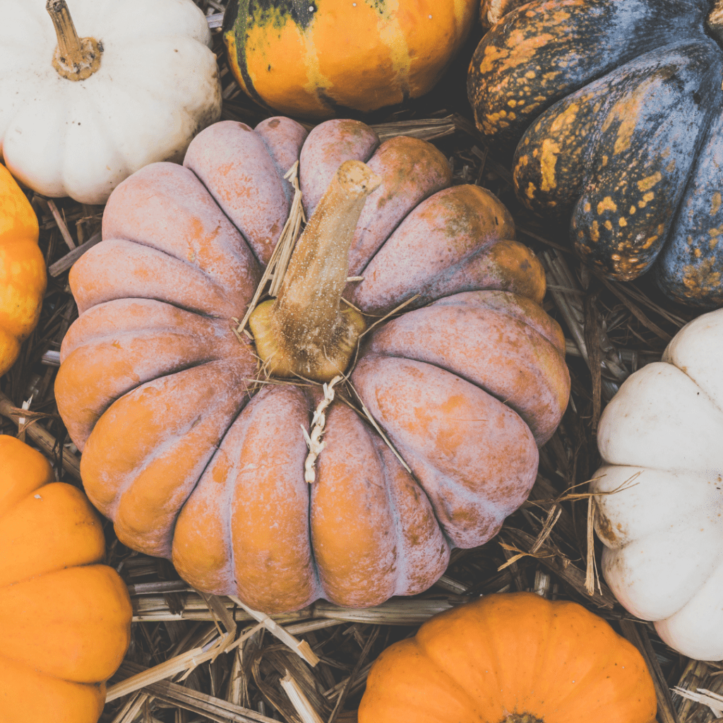 Image illustrates pumpkins for how to grow a fall garden.