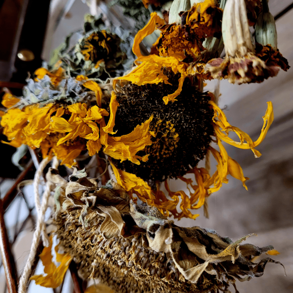 Image illustrates dried sunflowers hanging in a pantry for harvesting sunflower seeds.