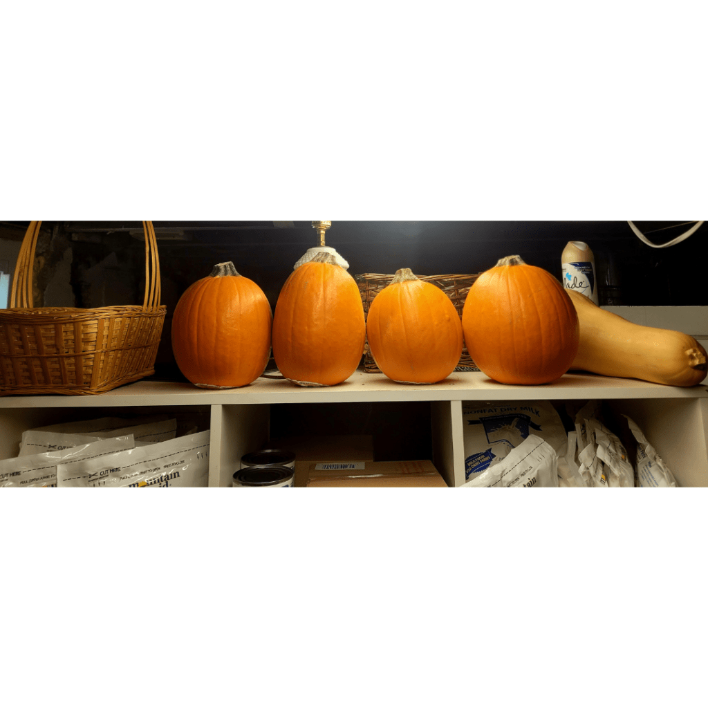Image illustrates pumpkins in storage.