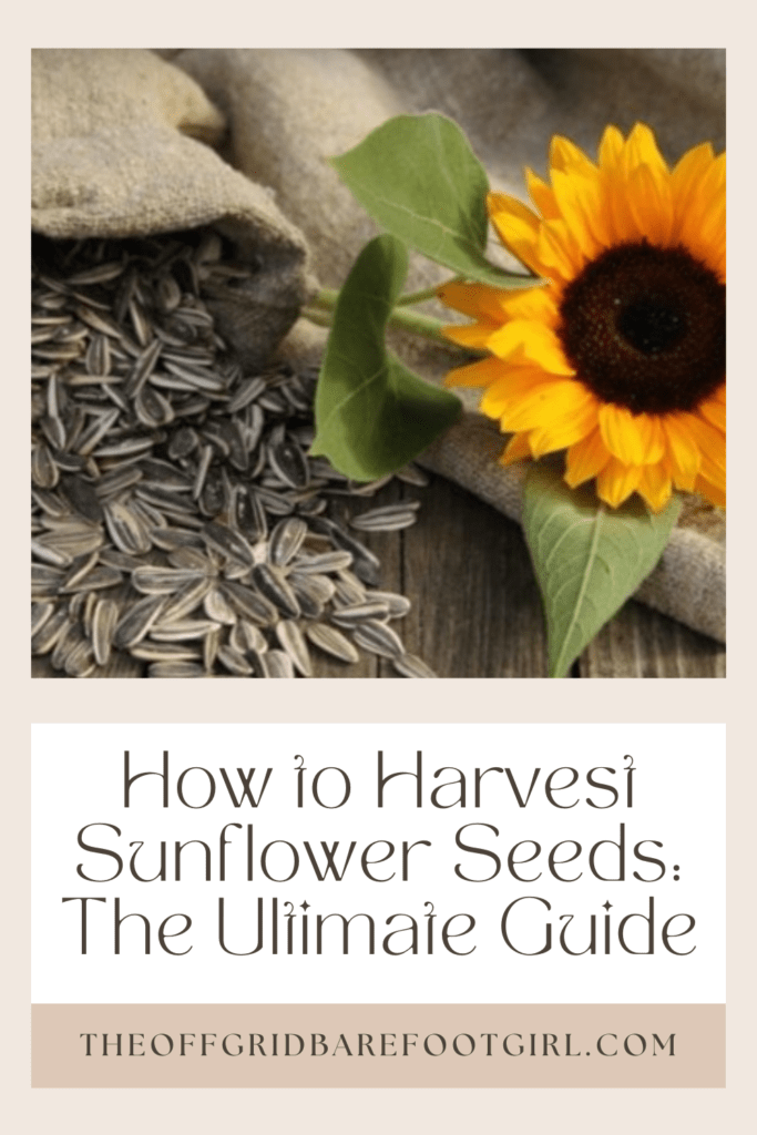 Image illustrates a Pinterest pin of a sunflower and seeds demonstrating how to harvest sunflower seeds.
