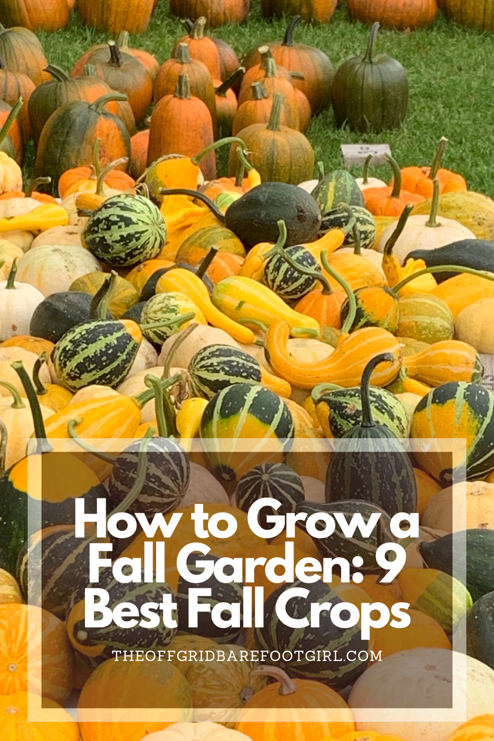 Image illustrates a Pinterest pin for how to grow a fall garden. 