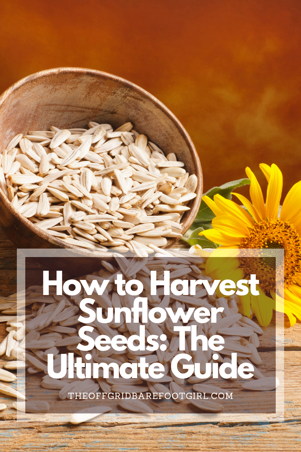 Image illustrates a Pinterest pin of a sunflower and seeds demonstrating how to harvest sunflower seeds.