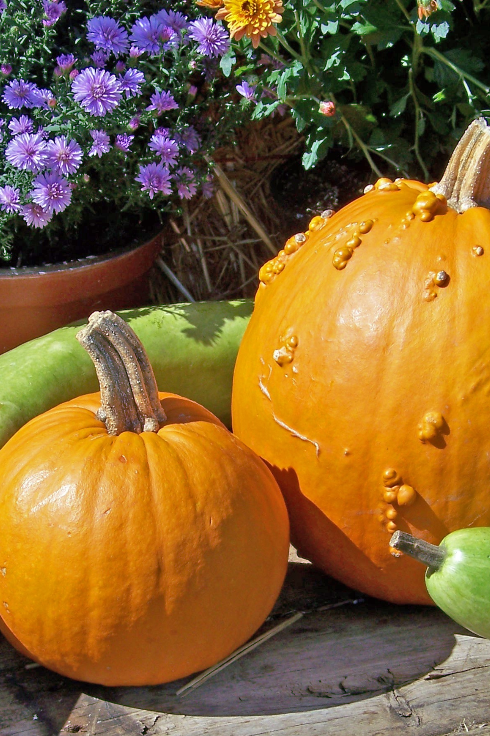 Image illustrates how to grow a fall garden. 