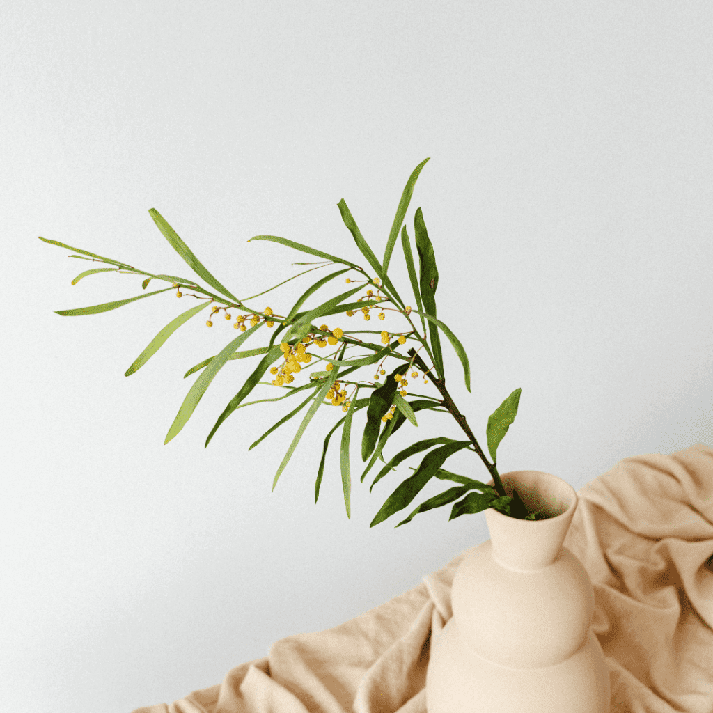 Image illustrates a small indoor plant demonstrating tips for how to become a minamalist.