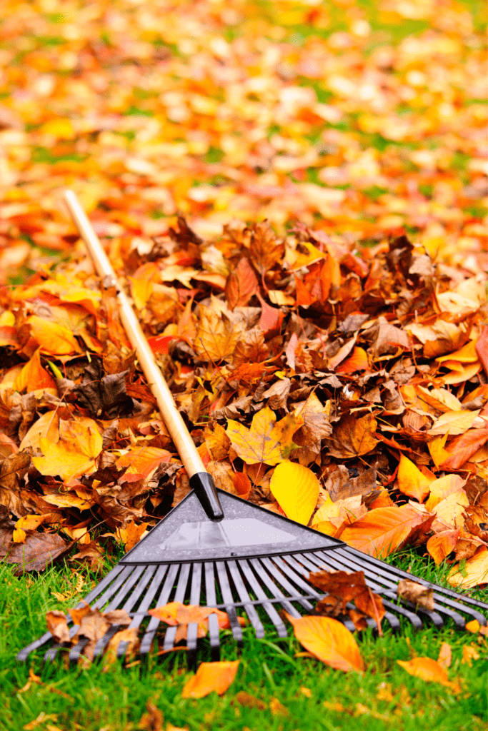 Image illustrates raked leaves demonstrating how to make leaf litter mulch. 