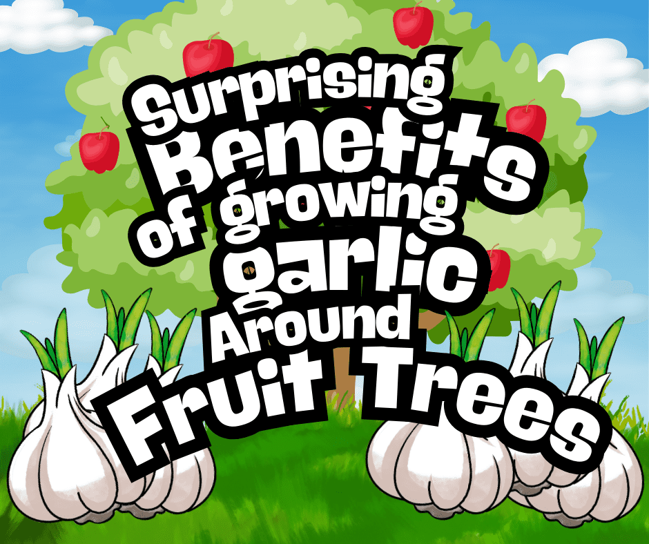 Image illustrates a graphic of growing garlic around fruit trees.