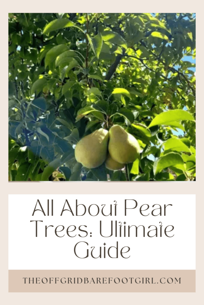 Image illustrates a Pinterest pin of a pear tree demonstrating information on all about pear trees.