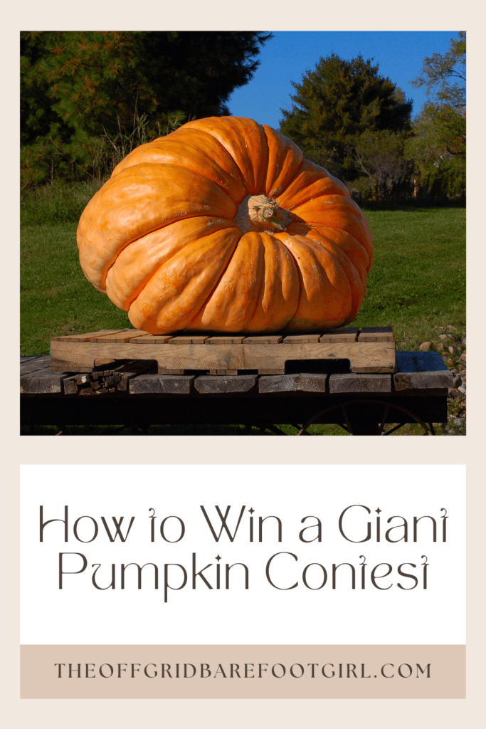 Image illustrates a Pinterest pin of a giant pumpkin on a pellet board demonstrating how to win a giant pumpkin contest.