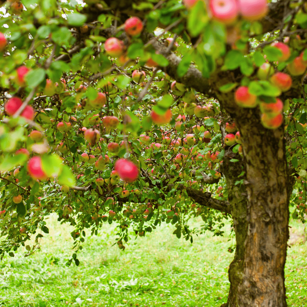 Image illustrates an apple tree demonstrating information on all about apple trees.