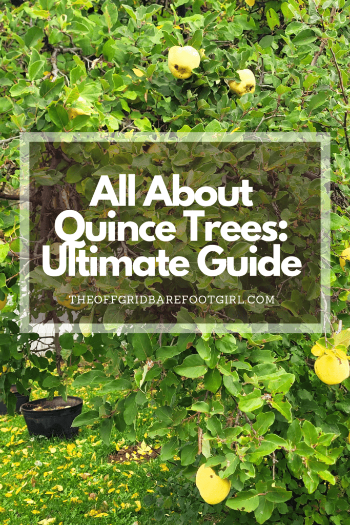 Image illustrates a Pinterest pin of a quince tree demonstrating information on all about quince trees.