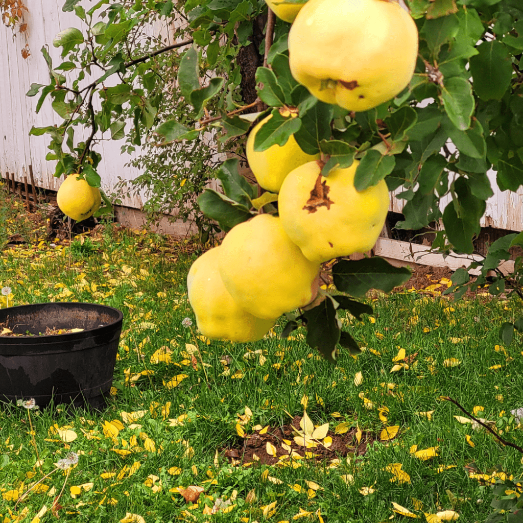 Image illustrates a quince tree demonstrating information on all about quince trees.