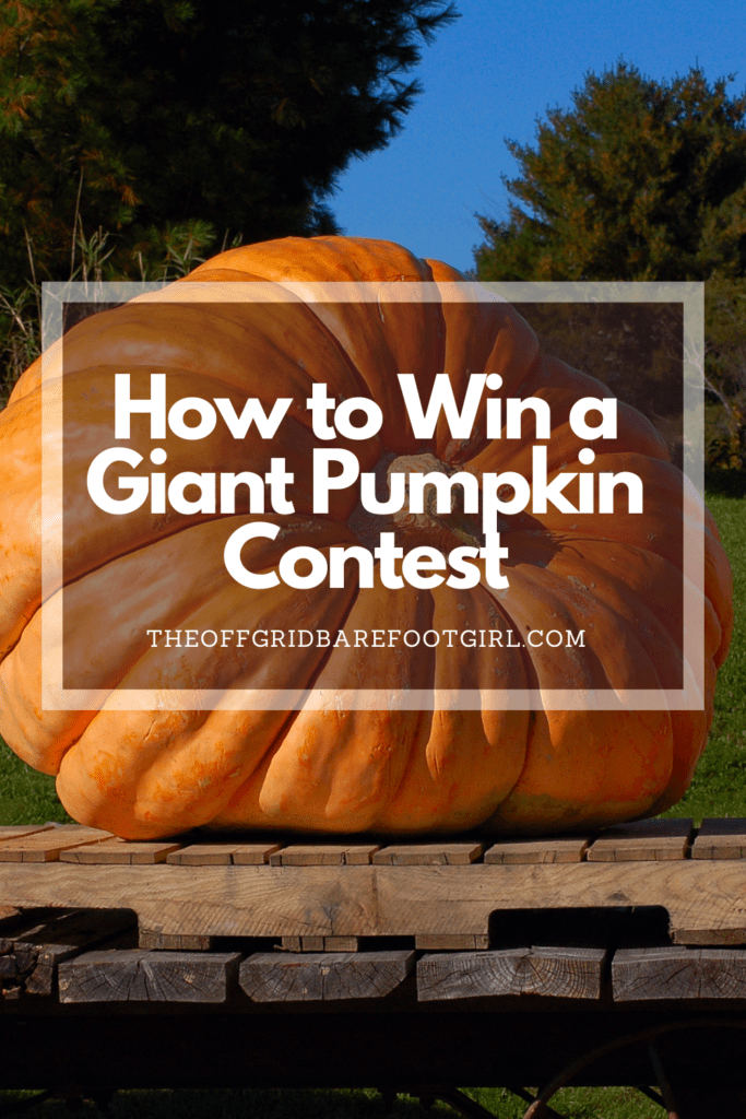Image illustrates a Pinterest pin of a giant pumpkins demonstrating how to win a giant pumpkin contest.