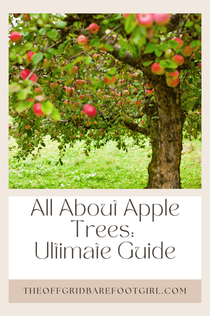 Image illustrates a Pinterest pin of an apple tree demonstrating information on all about apple trees. 