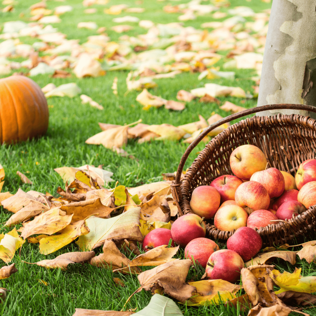 Image illustrates an orchard harvest demonstrating information about micro-orcharding in your backyard.
