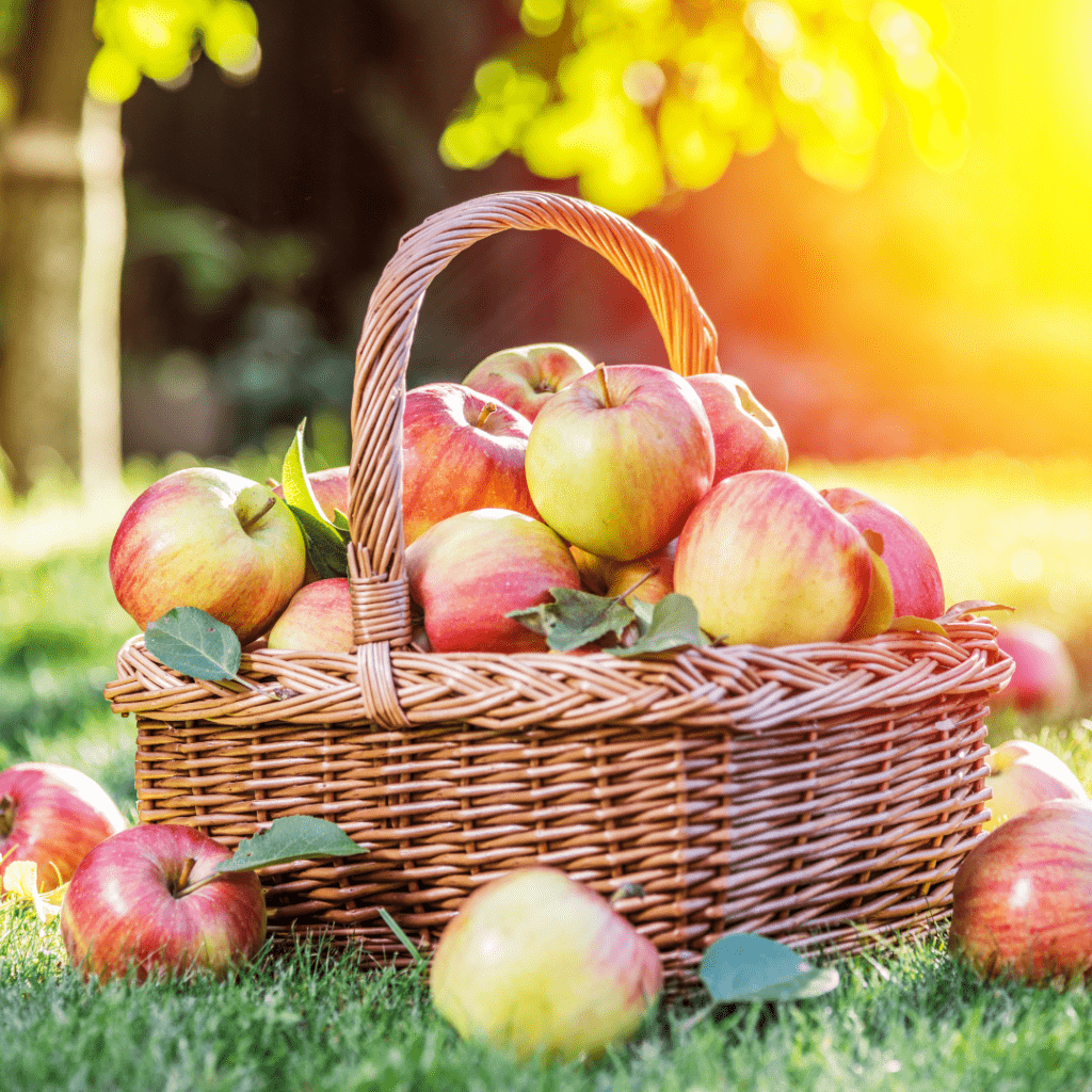 Image illustrates a basket of apples demonstrating information on all about apple trees. 