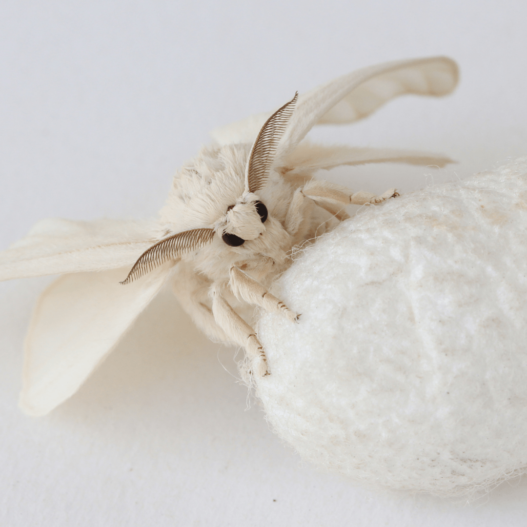 Say Goodbye to Moths: How to Get Rid of Moths in the Pantry for Good!