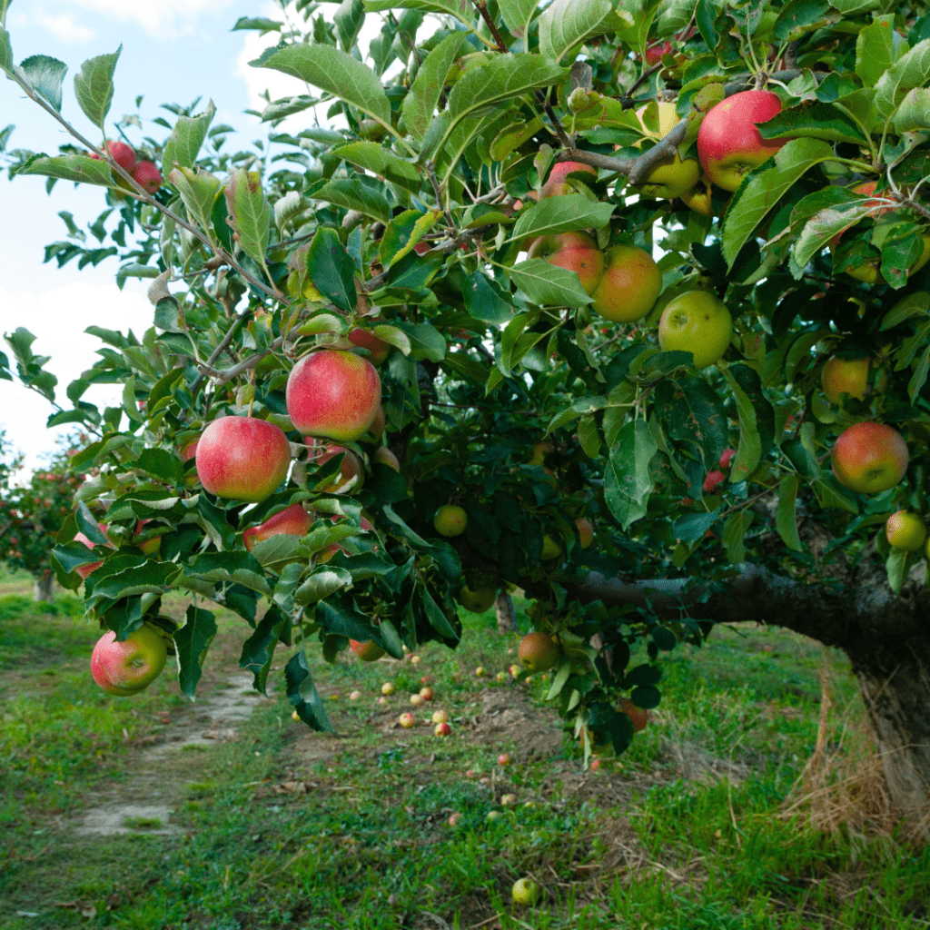 Image illustrates a micro-orchard demonstrating information about micro-orcharding in your backyard.