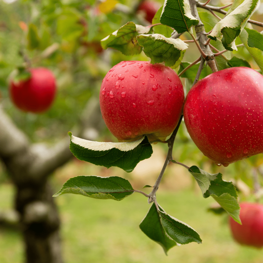 Image illustrates apples on a tree demonstrating information on all about apple trees. 