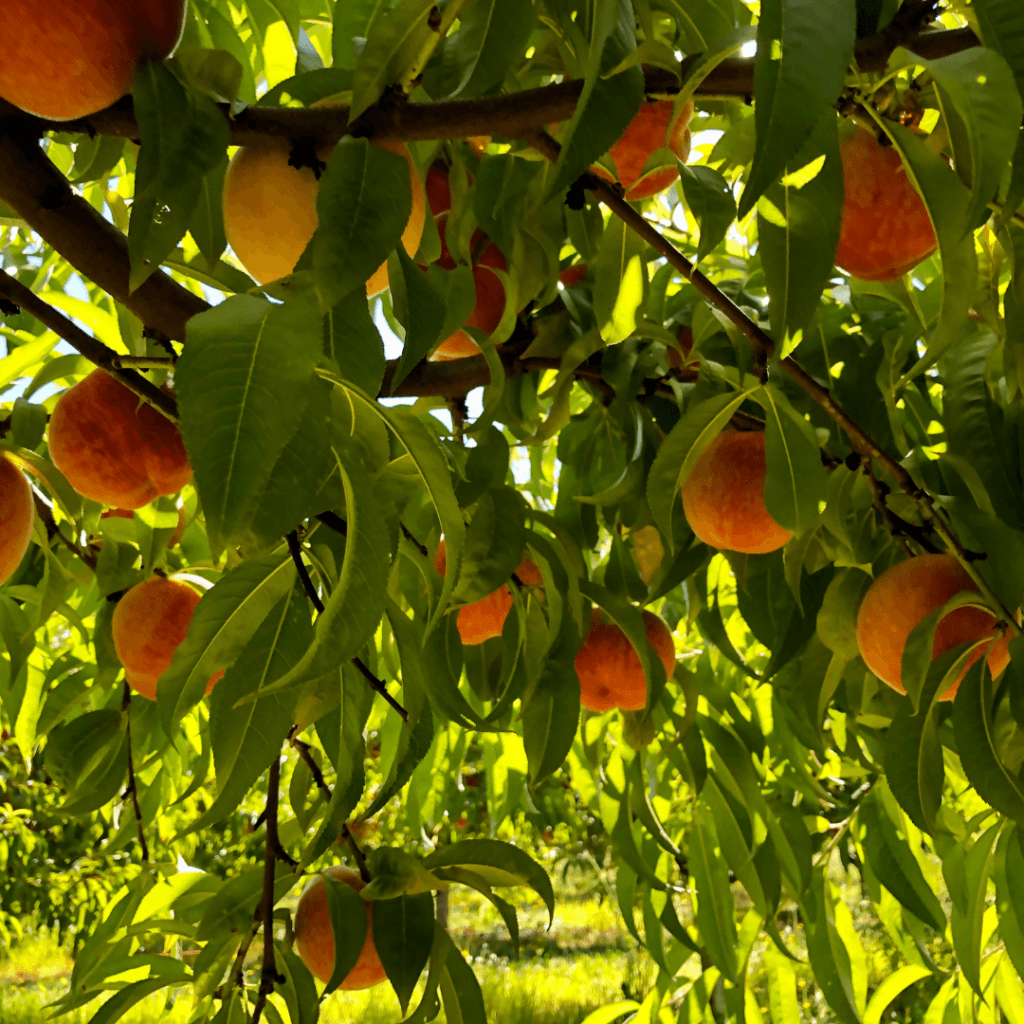 Image illustrates a micro-orchard demonstrating information about micro-orcharding in your backyard.