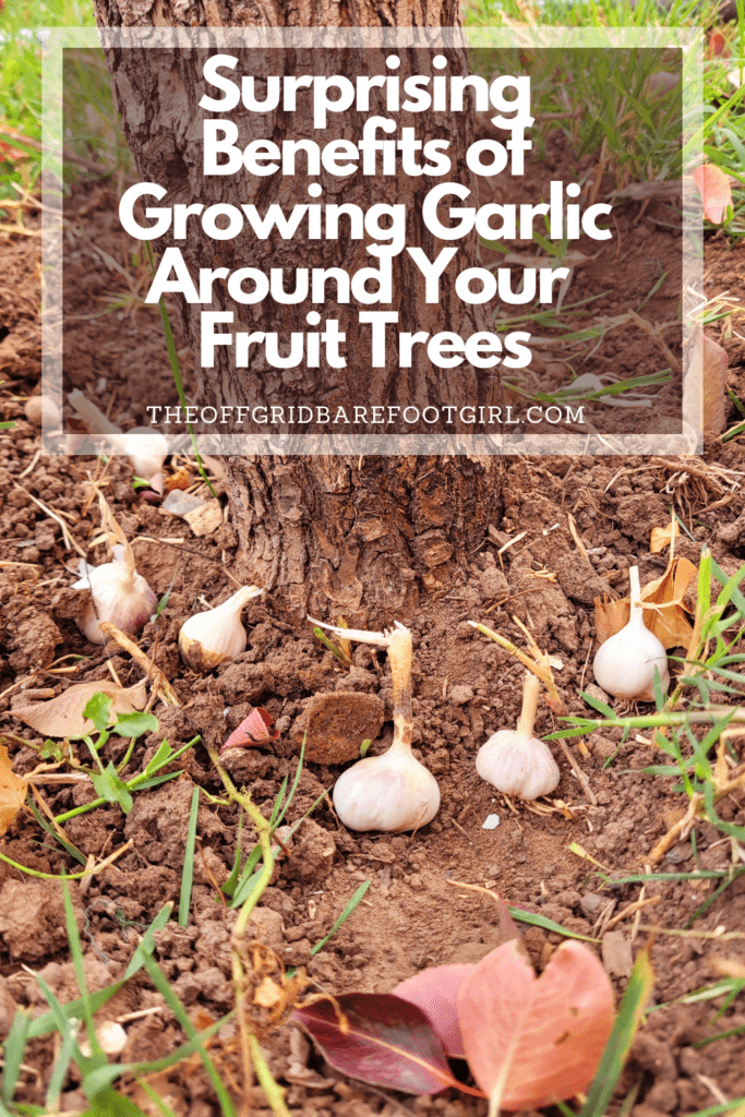Image illustrates a Pinterest pin of garlic planted around a fruit tree demonstrating information about the benefits of growing garlic around fruit trees.