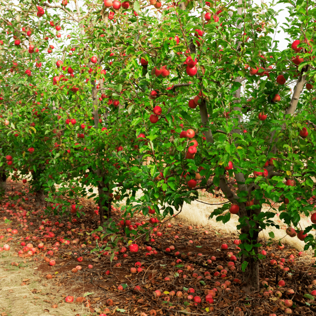 Image illustrates a micro-orchard demonstrating information about micro-orcharding in your backyard.