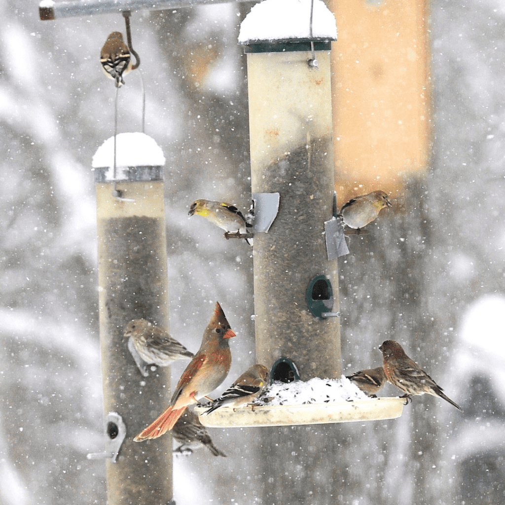 Image illustrates birds at a bird feeder demonstrating bird feeder cameras.